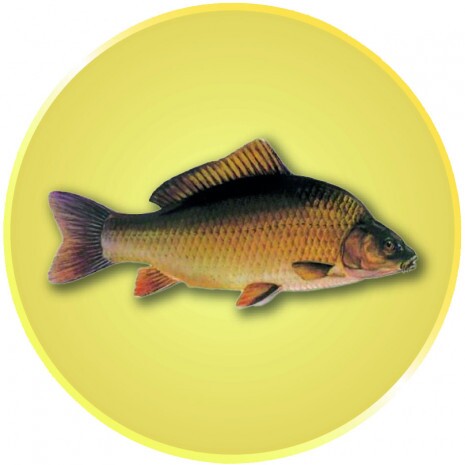 Karpfen Emblem gold 50 mm