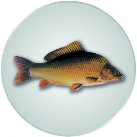 Karpfen Emblem silber 25 mm
