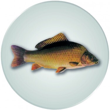 Karpfen Emblem silber 25 mm