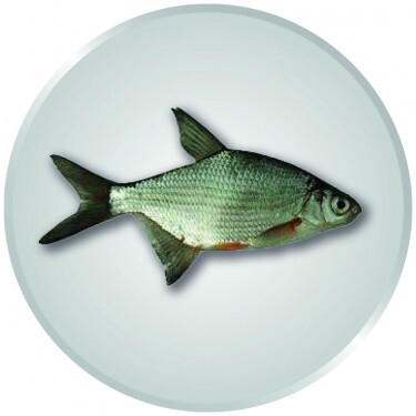 Brasse Emblem silber 25 mm