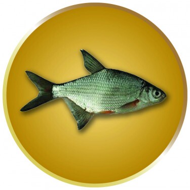 Brasse Emblem
