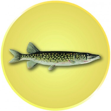 Hecht Emblem