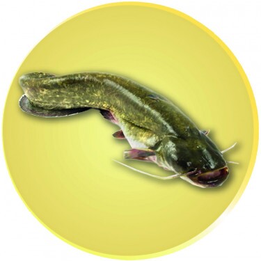 Wels Emblem