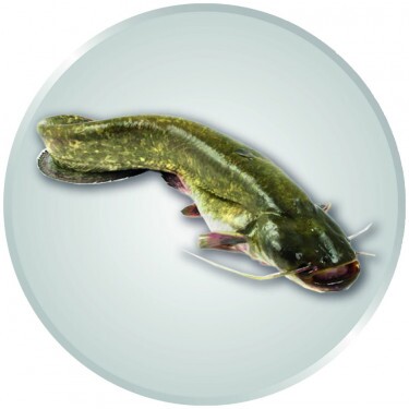 Wels Emblem silber 25 mm