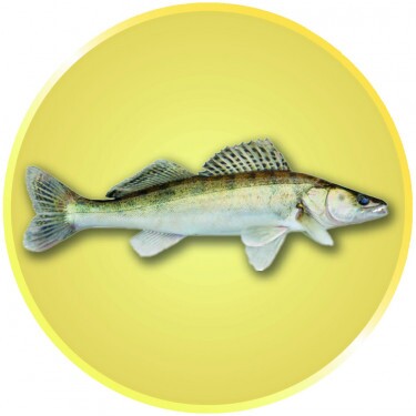 Zander Emblem