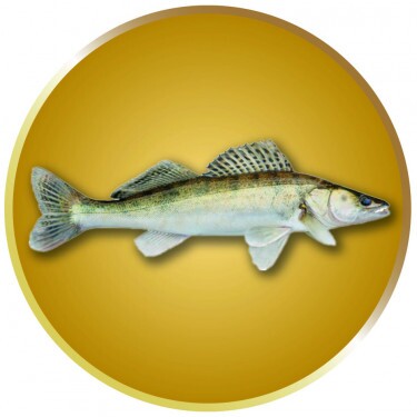 Zander Emblem